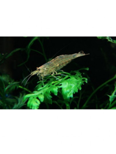 Caridina Japonica